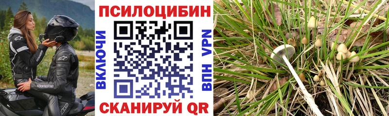 Купить закладки  Козельск  Псилоцибиновые грибы Psilocybe 
